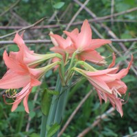 Hippeastrum